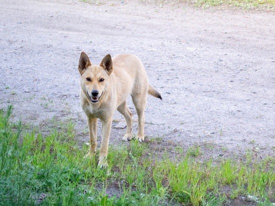 Собаку, напавшую на людей в московской квартире, завели без разрешения