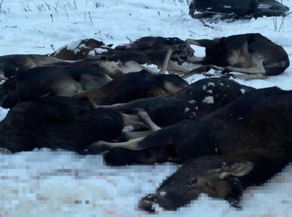 Массовое убийство лосей в Ярославской области: за горе-охотников ответит егерь