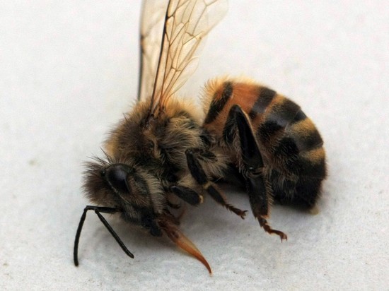 Ученые выяснили, как усыплять пчел без ущерба для здоровья
