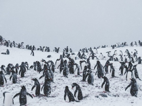 Экспедиция объявила об открытии новой колонии пингвинов в Антарктиде